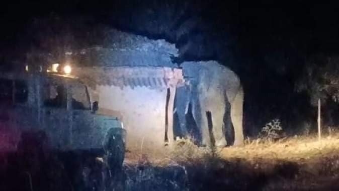 कोरबा के जंगलों में 48 हाथियों का आतंक: ग्रामीणों में दहशत, रातभर जागने को मजबूर,कटघोरा वन मंडल के केंदई रेंज में दंतैल हाथी ने दो मकानों को किया ध्वस्त, सायरन भी बेअसर