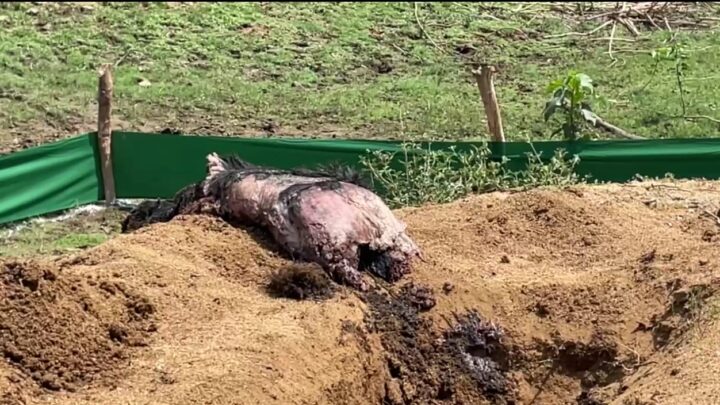 बालोद : भालू की कब्र से निकला सनसनीखेज सच ! पंजे गायब, रस्सी से बंधा शव-क्या वन विभाग तस्करों के साथ?