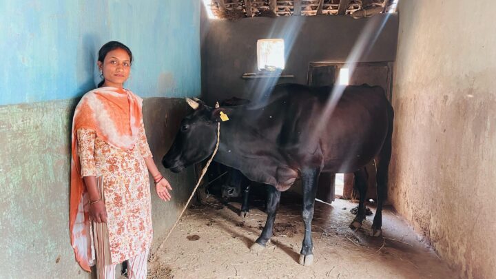 सफलता की कहानी उन्नत नस्ल के गाय पालन ने सरस्वती की बदली दिशा