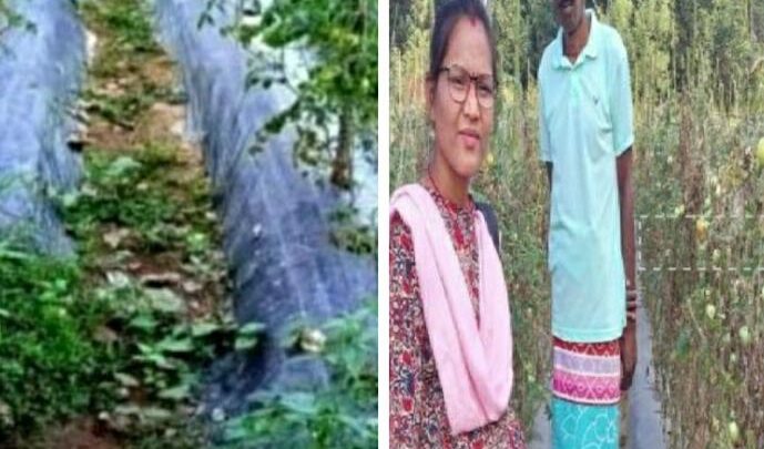 सफलता की कहानी ग्राफटेड टमाटर और मिर्च की खेती से बेहराखार निवासी तोपचंद भण्डारी को मिल रहा अच्छा मुनाफा टमाटर के विक्रय से 5 लाख से अधिक का हुआ  आमदनी उद्यान विभाग से मिल रहा तकनीकी सहायता