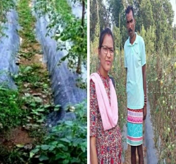 सफलता की कहानी ग्राफटेड टमाटर और मिर्च की खेती से बेहराखार निवासी तोपचंद भण्डारी को मिल रहा अच्छा मुनाफा टमाटर के विक्रय से 5 लाख से अधिक का हुआ आमदनी उद्यान विभाग से मिल रहा तकनीकी सहायता सफलता की कहानी ग्राफटेड टमाटर और मिर्च की खेती से बेहराखार निवासी तोपचंद भण्डारी को मिल रहा अच्छा मुनाफा टमाटर के विक्रय से 5 लाख से अधिक का हुआ आमदनी उद्यान विभाग से मिल रहा तकनीकी सहायता