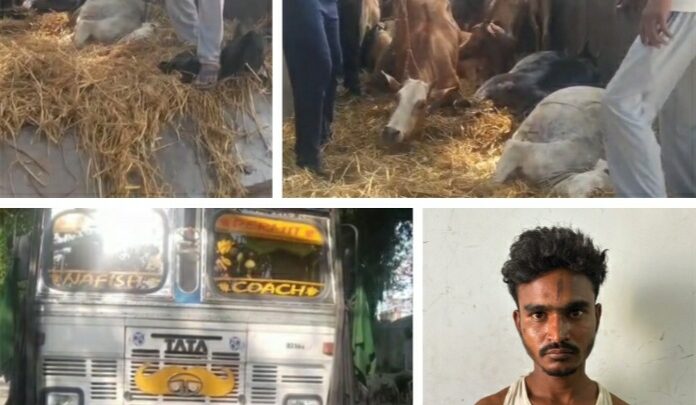 14 चक्का ट्रक से छत्तीसगढ़ से झारखंड की ओर गौ-तस्करी करते साईंटांगरटोली का मो. सरफराज शाह गिरफ्तार,पुलिस के दबाव में आकर कुनकुरी में सहआरोपी ट्रक छोड़कर फरार, सघन पतासाजी जारी, उक्त ट्रक वाहन से 40 नग जीवित एवं 07 नग मृत गौवंश बरामद,