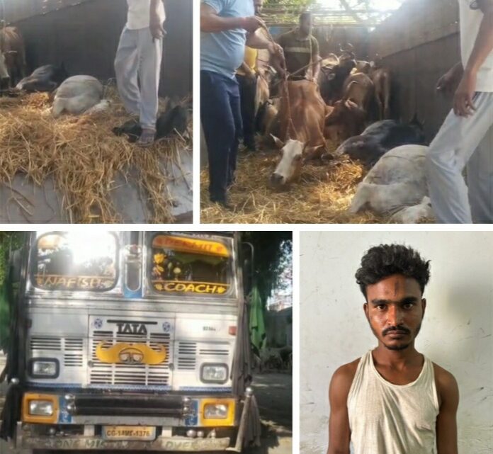 14 चक्का ट्रक से छत्तीसगढ़ से झारखंड की ओर गौ-तस्करी करते साईंटांगरटोली का मो. सरफराज शाह गिरफ्तार,पुलिस के दबाव में आकर कुनकुरी में सहआरोपी ट्रक छोड़कर फरार, सघन पतासाजी जारी, उक्त ट्रक वाहन से 40 नग जीवित एवं 07 नग मृत गौवंश बरामद, 14 चक्का ट्रक से छत्तीसगढ़ से झारखंड की ओर गौ-तस्करी करते साईंटांगरटोली का मो. सरफराज शाह गिरफ्तार,पुलिस के दबाव में आकर कुनकुरी में सहआरोपी ट्रक छोड़कर फरार, सघन पतासाजी जारी, उक्त ट्रक वाहन से 40 नग जीवित एवं 07 नग मृत गौवंश बरामद,