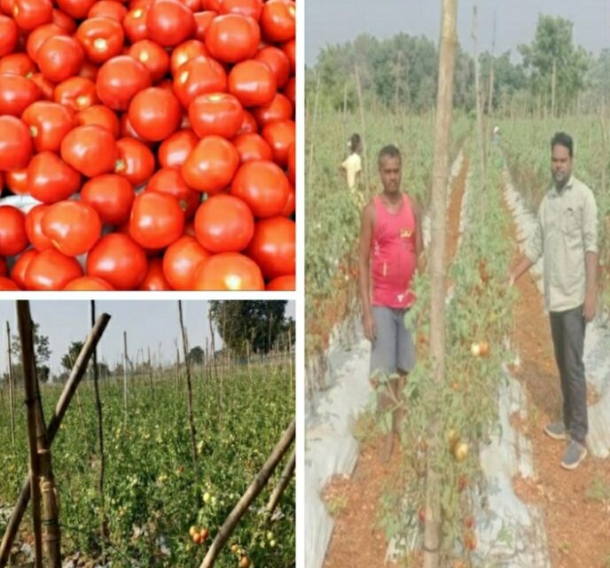 सफलता की कहानी: राष्ट्रीय बागवानी मिशन योजना से जिले के किसानों को किया जा रहा लाभान्वित उन्नत तकनिकी को अपनाते हुऐ ग्राफ्टेड़ टमाटर की खेती कर रहे राहुल भगत,अच्छी फसल से 2 लाख तक मुनाफा कमा लेते हैं सफलता की कहानी: राष्ट्रीय बागवानी मिशन योजना से जिले के किसानों को किया जा रहा लाभान्वित उन्नत तकनिकी को अपनाते हुऐ ग्राफ्टेड़ टमाटर की खेती कर रहे राहुल भगत,अच्छी फसल से 2 लाख तक मुनाफा कमा लेते हैं