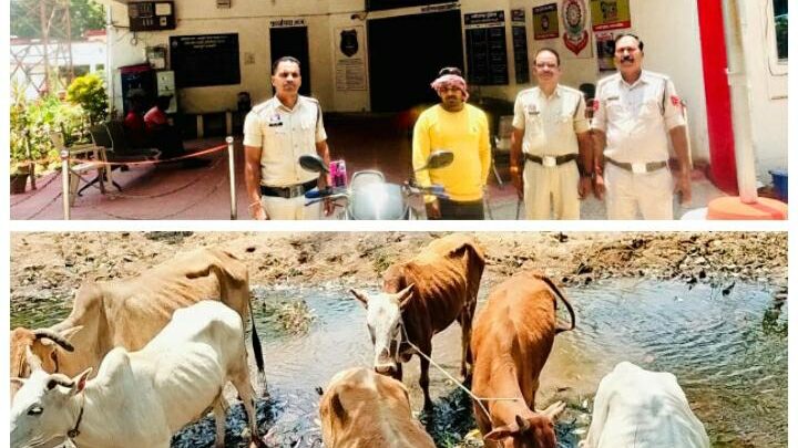 जशपुर पुलिस ढूंढ लाई फरार गौ मांस तस्कर को,06 नग गौ वंशों को  भी मुक्त कराया तस्करों के चंगुल से,तीन साल से फरार पशु तस्कर इमरान को जशपुर पुलिस पकड़ लाई उड़ीसा से