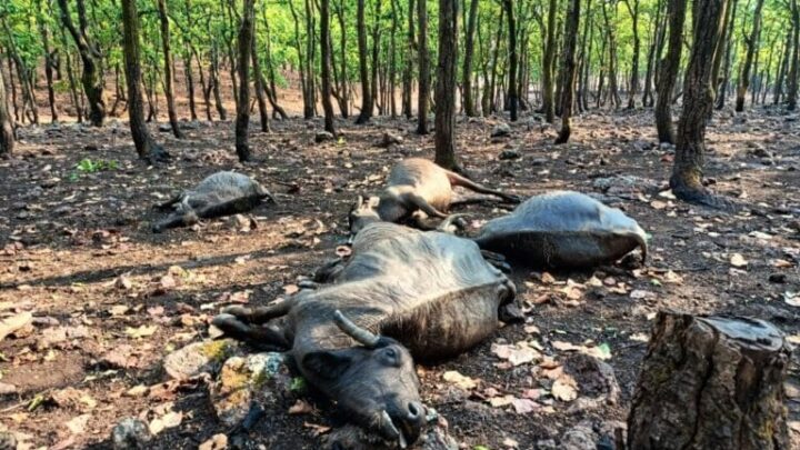 आकाशीय बिजली से हुई पांच भैसों की मौत …