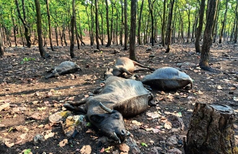 आकाशीय बिजली से हुई पांच भैसों की मौत … आकाशीय बिजली से हुई पांच भैसों की मौत …
