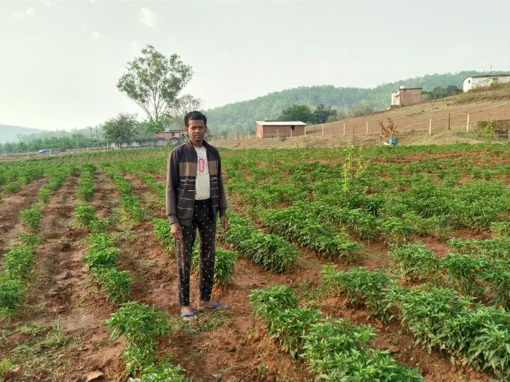 खेती की उन्नत विधि से जुड़कर मिर्च उत्पादन से किसान कमा रहे अच्छा मुनाफा किसान प्रसन्न एक्का मिर्च विक्रय से साल में 1 लाख रुपए तक कमा खेती की उन्नत विधि से जुड़कर मिर्च उत्पादन से किसान कमा रहे अच्छा मुनाफा किसान प्रसन्न एक्का मिर्च विक्रय से साल में 1 लाख रुपए तक कमा