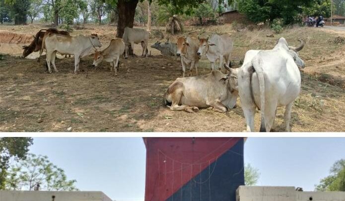 11 नग गौ वंशों को मुक्त कराया तस्करों के चंगुल से ,पुलिस को आता देख, तस्कर हो गए फरार, पुलिस कर रही है तलाश, शीघ्र किया जाएगा गिरफ्तार