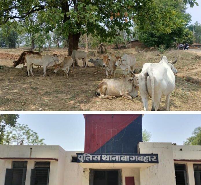 11 नग गौ वंशों को मुक्त कराया तस्करों के चंगुल से ,पुलिस को आता देख, तस्कर हो गए फरार, पुलिस कर रही है तलाश, शीघ्र किया जाएगा गिरफ्तार