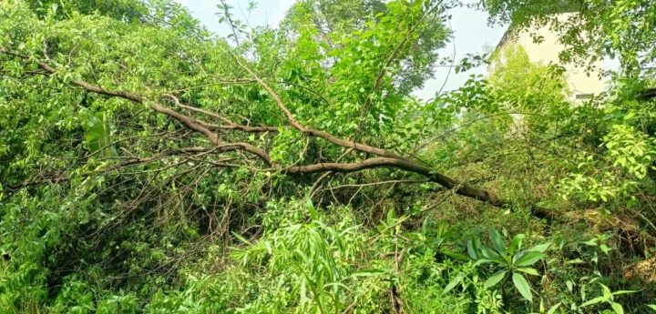 जशपुर में फ़िल्म “पुष्पा द राइजिंग” की तर्ज पर बेशकीमती चन्दन के वृक्षों की चोरी