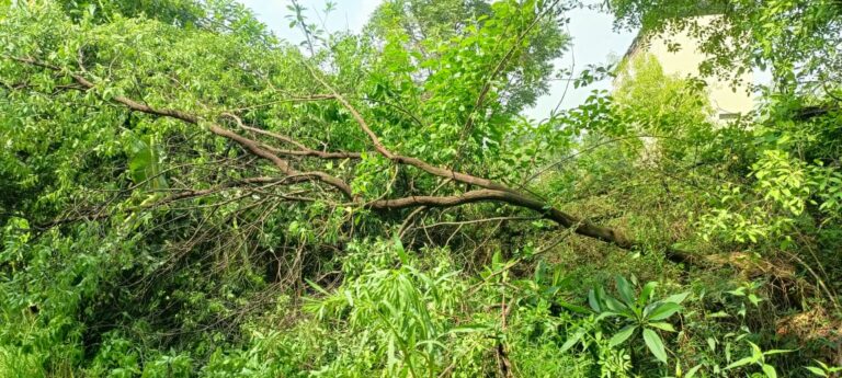 जशपुर में फ़िल्म “पुष्पा द राइजिंग” की तर्ज पर बेशकीमती चन्दन के वृक्षों की चोरी जशपुर में फ़िल्म “पुष्पा द राइजिंग” की तर्ज पर बेशकीमती चन्दन के वृक्षों की चोरी