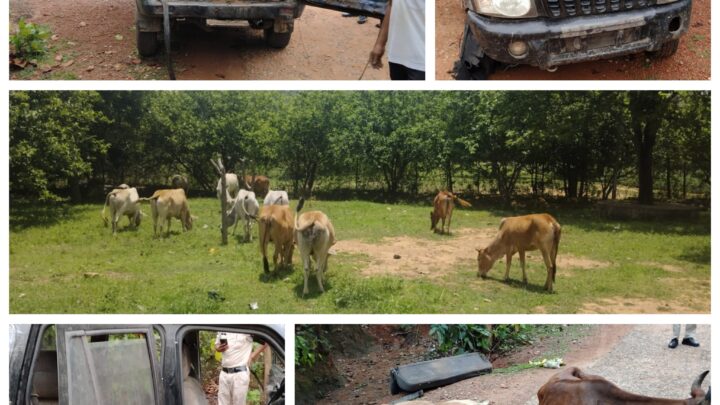 जशपुर पुलिस ने 15 नग गौ वंशों को तस्करों के चंगुल से कराया मुक्त, अब स्कॉर्पियो वाहन में हो रही गौ तस्करी
