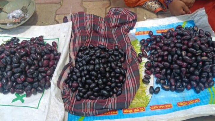 सरगुजा के जंगलों से बाजार तक पहुंचा जामुन, सेहत के लिए वरदान