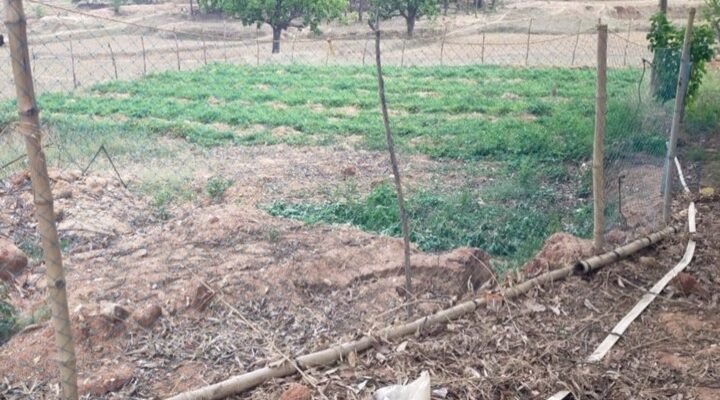 डबरी के पानी से किसान के खेतों में आई हरियाली बहुफसली खेती का ले रहे लाभ आलू, प्याज, मिर्च, करेला, भिंडी, बरबट्टी,गोभी, सब्जी की खेती से आय में हुई बढ़ोत्तरी