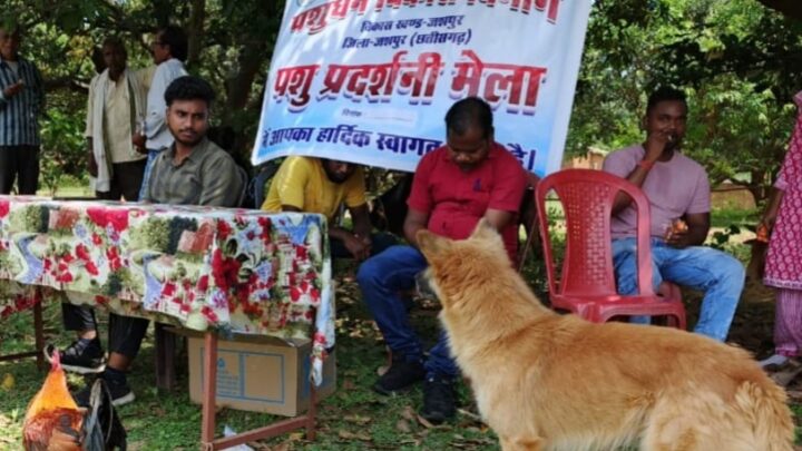 पशुपालन विभाग द्वारा पशु चिकित्सा शिविर लगाकर पशुओं का किया गया उपचार