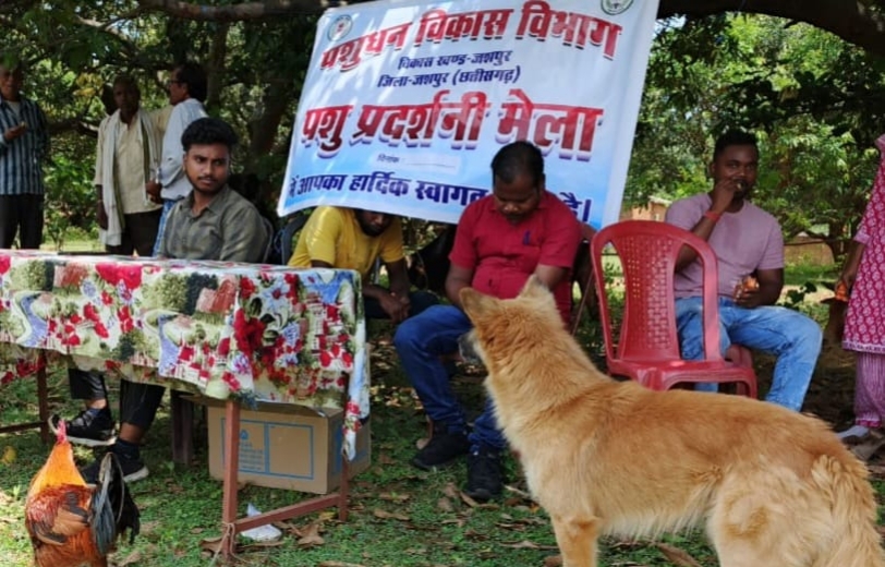 पशुपालन विभाग द्वारा पशु चिकित्सा शिविर लगाकर पशुओं का किया गया उपचार पशुपालन विभाग द्वारा पशु चिकित्सा शिविर लगाकर पशुओं का किया गया उपचार