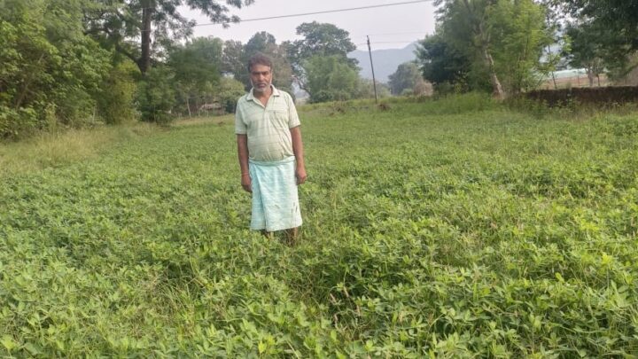 गर्मी के मौसम में मूंगफली की खेती किसानों के लिए लाभदायक धान के बदले मूंगफली की फसल से ज्यादा मुनाफा कमा सकते है किसान