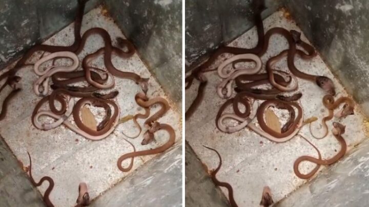 ये घर है या सांपों का बसेरा! एक ही घर में मिले 35 नाग नागिन, रेस्क्यू करने में भी छूटे पसीने