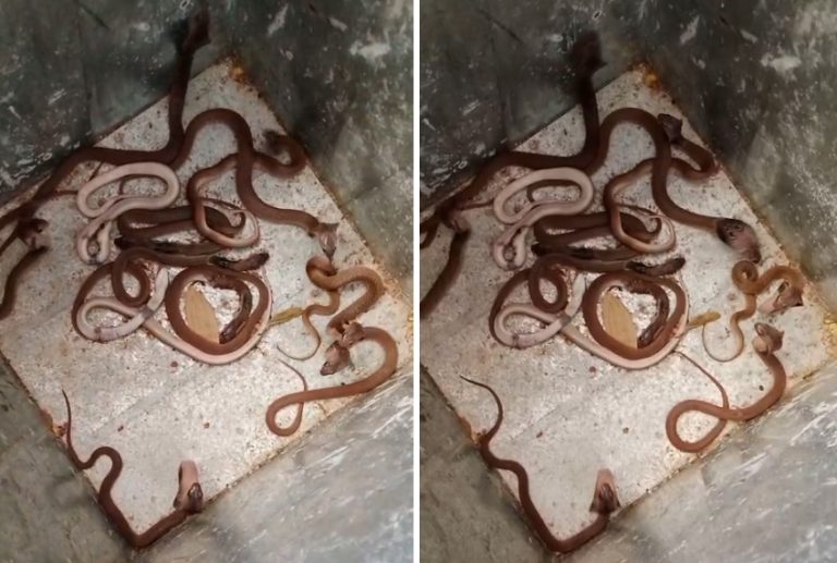 ये घर है या सांपों का बसेरा! एक ही घर में मिले 35 नाग नागिन, रेस्क्यू करने में भी छूटे पसीने