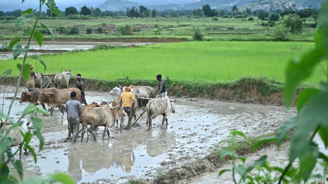 किसान भाईयों की खेती ने पकड़ी रफ्तार हरेली तिहार उत्साह से मनाया अब अच्छी फसल उम्मीद किसान भाई धान के साथ फल फूल और सब्जी की भी अच्छी  खेती कर रहे है मुख्यमंत्री ने किसानों को पर्याप्त मात्रा में खाद और बीज उपलब्ध कराने के दिए निर्देश सहायक संचालक जनसंपर्क जशपुर श्रीमती नूतन सिदार