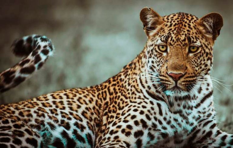 तेंदुए को कहां छोड़ा? पूछने पर भारत की प्रभुता और अखंडता पर प्रतिकूल प्रभाव पड़ने की धारा लगाकर जानकारी देने से किया मना