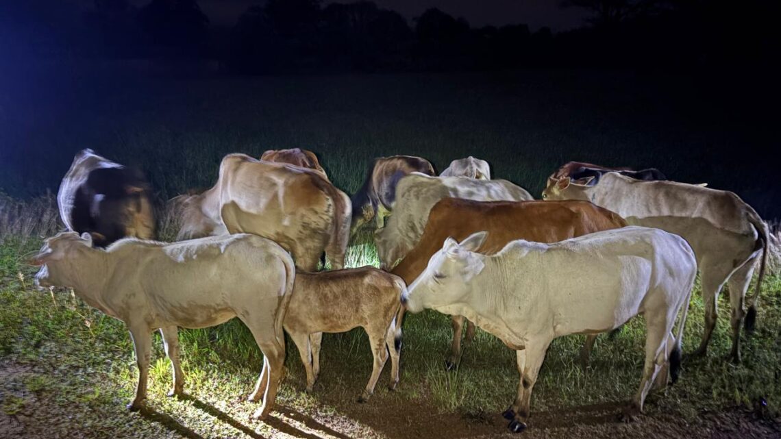 जशपुर पुलिस ने छुड़ाया 13 नग गौ वंशों को तस्करों के चंगुल से,आरोपी फरार, पुलिस कर रही है पता साजी, शीघ्र ही की जावेगी गिरफ्तारी