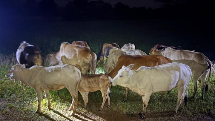 जशपुर पुलिस ने छुड़ाया 13 नग गौ वंशों को तस्करों के चंगुल से,आरोपी फरार, पुलिस कर रही है पता साजी, शीघ्र ही की जावेगी गिरफ्तारी