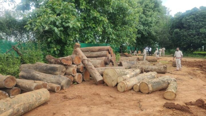 वन विभाग ने छापामार बड़ी मात्रा में जब्त किया इमारती लकड़ी,अवैध लकड़ी से भरा ट्रक भी चढ़ा हत्थे