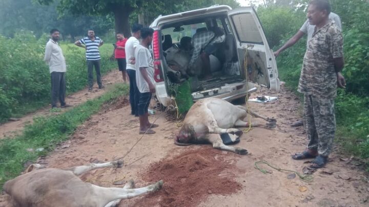 गौ तस्करी के विरुद्ध जशपुर पुलिस का कड़ा प्रहार,विगत चार दिनों में थाना लोदाम व चौकी पंड्रापाठ तथा चौकी करडेगा क्षेत्रांतर्गत 25 नग गौ वंशों को छुड़ाया तस्करों के चंगुल से, दो आरोपी गिरफ्तार पुलिस अन्य फरार तस्करों की कर रही है तलाश