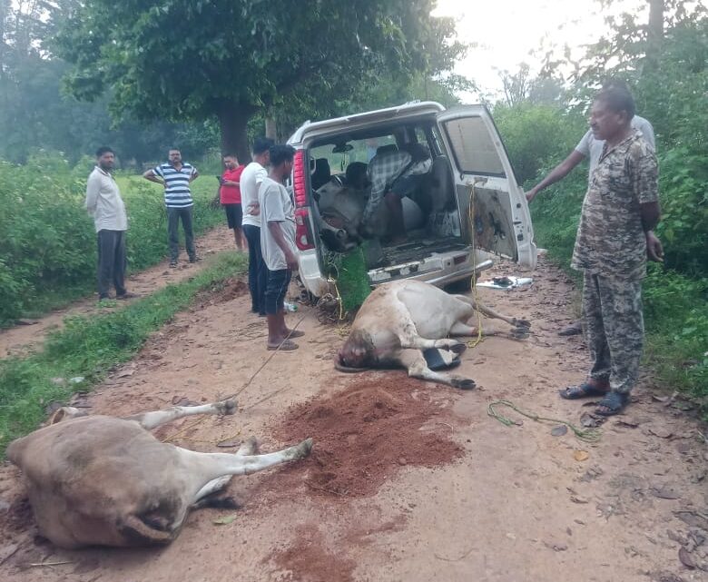 गौ तस्करी के विरुद्ध जशपुर पुलिस का कड़ा प्रहार,विगत चार दिनों में थाना लोदाम व चौकी पंड्रापाठ तथा चौकी करडेगा क्षेत्रांतर्गत 25 नग गौ वंशों को छुड़ाया तस्करों के चंगुल से, दो आरोपी गिरफ्तार पुलिस अन्य फरार तस्करों की कर रही है तलाश