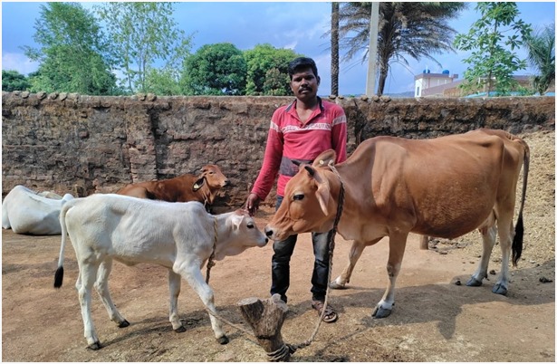 राज्य पोषित डेयरी उद्यमिता विकास योजना से सुखसागर आर्थिक रूप से हुआ मजबूत योजना से 70 हजार के अनुदान का लाभ लेकर उन्नत नस्ल की जर्सी एवं साहीवाल क्रास गाय खरीदा 16 से 18 लीटर तक हो रहा दूध उत्पादन, सुख सागर को माह में 30 हजार रुपए तक हो जाता है आमदनी