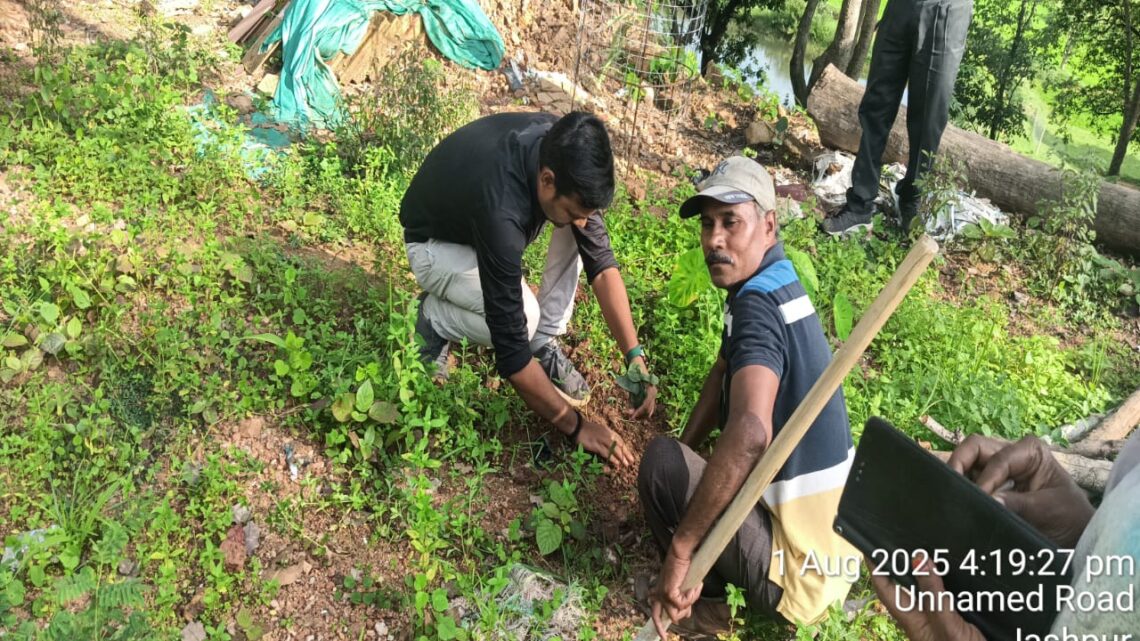 एक पेड़ मां के नाम अभियान के अंतर्गत डीएफओ ने  चंदन के पौधे का किया रोपण