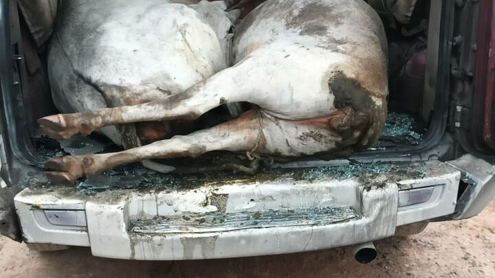 जशपुर पुलिस का ऑपरेशन शंखनाद जारी : फिर बचाया 05 नग गौ वंशों को तस्करों के चंगुल से,पुलिस को देख तस्कर रात्रि का फायदा उठा, गाड़ी छोड़ हो गए फरार, पुलिस कर रही है तलाश