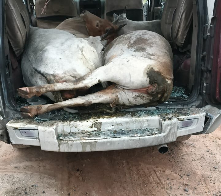 जशपुर पुलिस का ऑपरेशन शंखनाद जारी : फिर बचाया 05 नग गौ वंशों को तस्करों के चंगुल से,पुलिस को देख तस्कर रात्रि का फायदा उठा, गाड़ी छोड़ हो गए फरार, पुलिस कर रही है तलाश