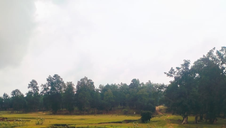 किसानों के निजी वृक्षों का उपयोग हुआ आसान निजी भूमि पर प्राकृतिक रूप से उगे तथा रोपित वृक्षों की कटाई हेतु आवश्यक दिशा-निर्देश जारी