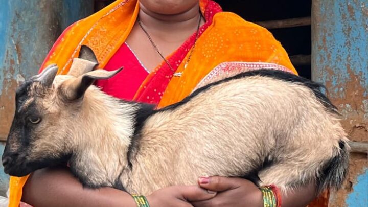 सविता रजक बकरी पालन व्यवसाय को बढ़ा रही आगे महतारी वंदन योजना, प्रधानमंत्री आवास योजना, प्रधानमंत्री उज्ज्वला योजना का मिला लाभ