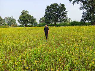 जशपुर का रामतिल पहुँचा विदेश — अमेरिका, यूरोप और ऑस्ट्रेलिया तक बढ़ी मांग