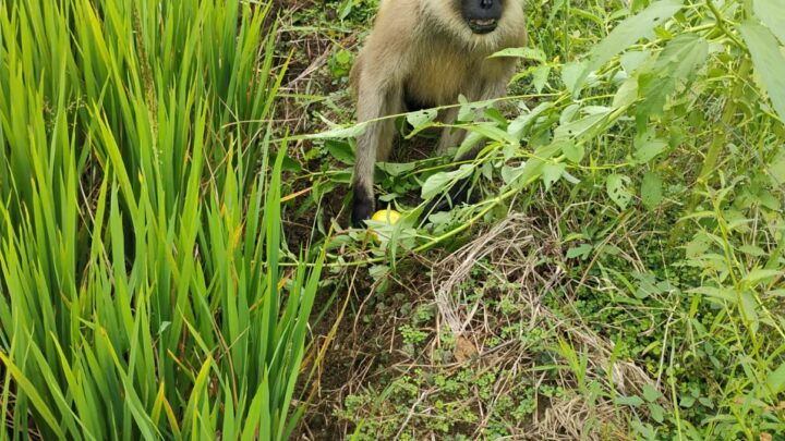 हनुमान स्वरूप बंदर की मौत से गांव में शोक, श्रद्धांजलि में हुआ रामायण पाठ