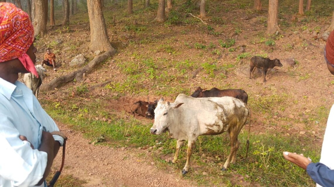 जशपुर पुलिस ने फिर छुड़ाया 11 नग गौ वंशों को तस्करों के चंगुल से, तस्कर पिकअप वाहन से, मवेशियों को जंगल में उतारकर हो गए फरार, पुलिस ने सभी गौ वंशों को सकुशल कर लिया है बरामद, फरार तस्करों की पता साजी जारी