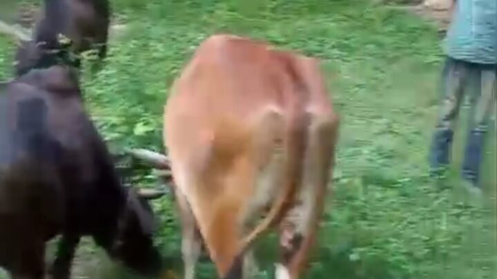 जशपुर पुलिस ने  छुड़ाया 09 नग गौ वंशों को तस्करों के चंगुल से, तीन आरोपी गिरफ्तार भेजा जेल