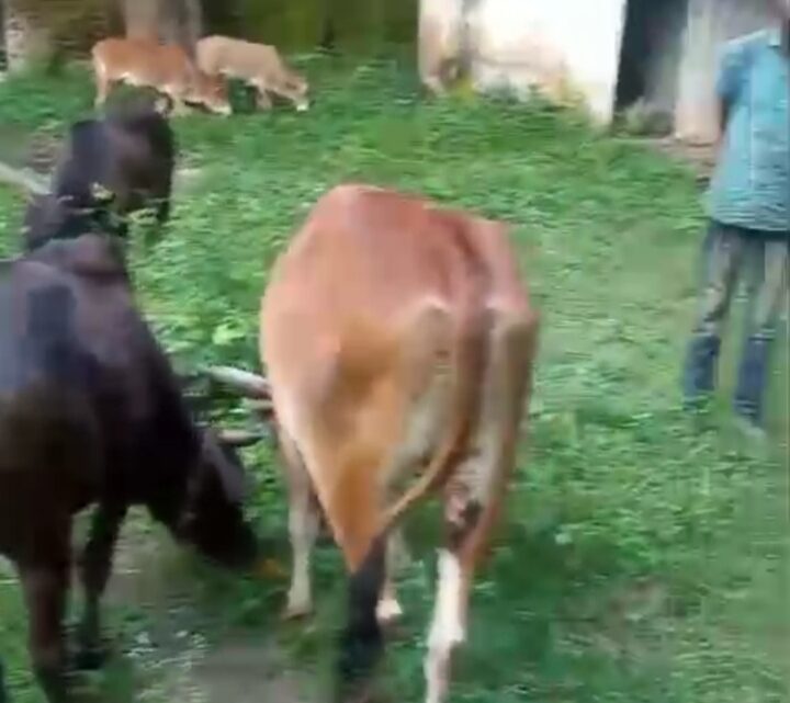 जशपुर पुलिस ने  छुड़ाया 09 नग गौ वंशों को तस्करों के चंगुल से, तीन आरोपी गिरफ्तार भेजा जेल