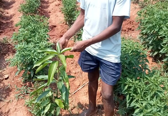 मिर्च की खेती से किसान सायो को मिला रोजगार का बेहतर अवसर