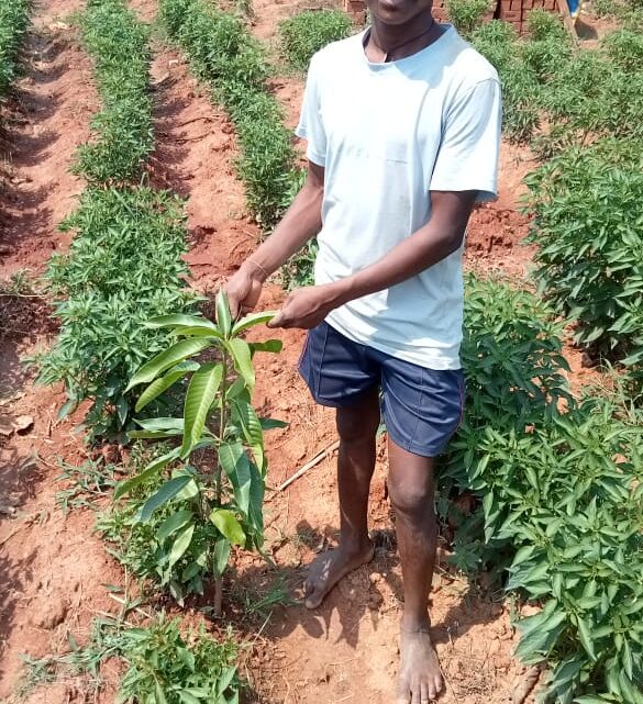 मिर्च की खेती से किसान सायो को मिला रोजगार का बेहतर अवसर