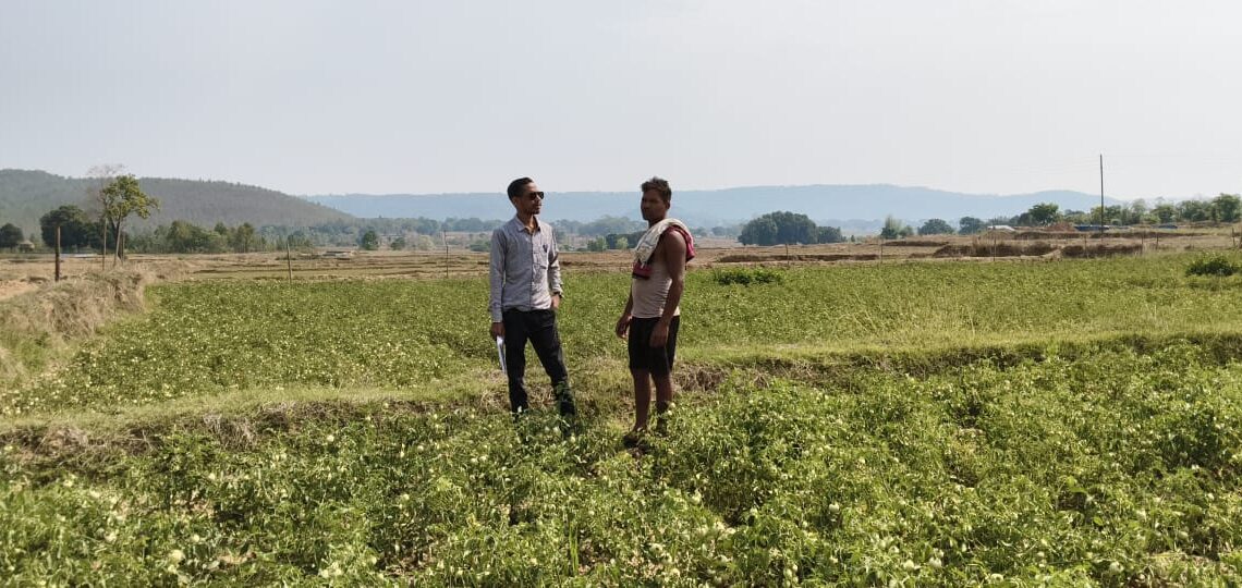 राष्ट्रीय बागवानी मिशन योजना का किसानों को  मिल रहा लाभ उन्नत विधि अपना कर टमाटर की खेती से भी किसानों को हो रहा मुनाफा