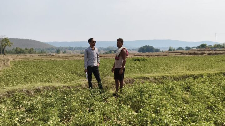 राष्ट्रीय बागवानी मिशन योजना का किसानों को  मिल रहा लाभ उन्नत विधि अपना कर टमाटर की खेती से भी किसानों को हो रहा मुनाफा