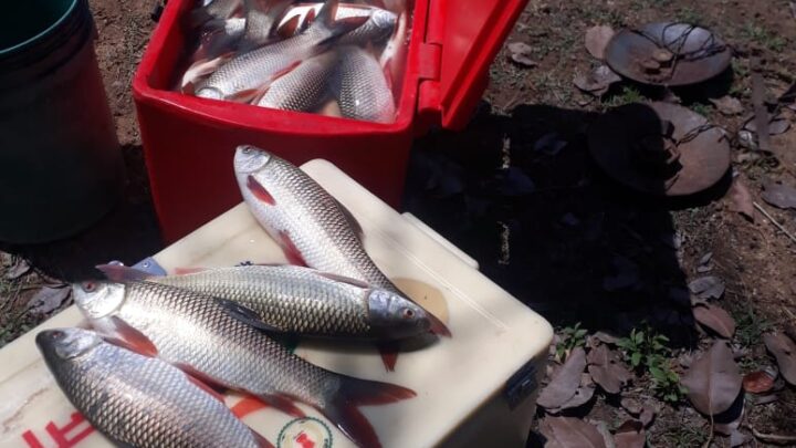 मछली पालन आय का उत्तम साधन समूह की महिलाएं  2 लाख 50 हजार रूपए की आमदनी कर रही अर्जित