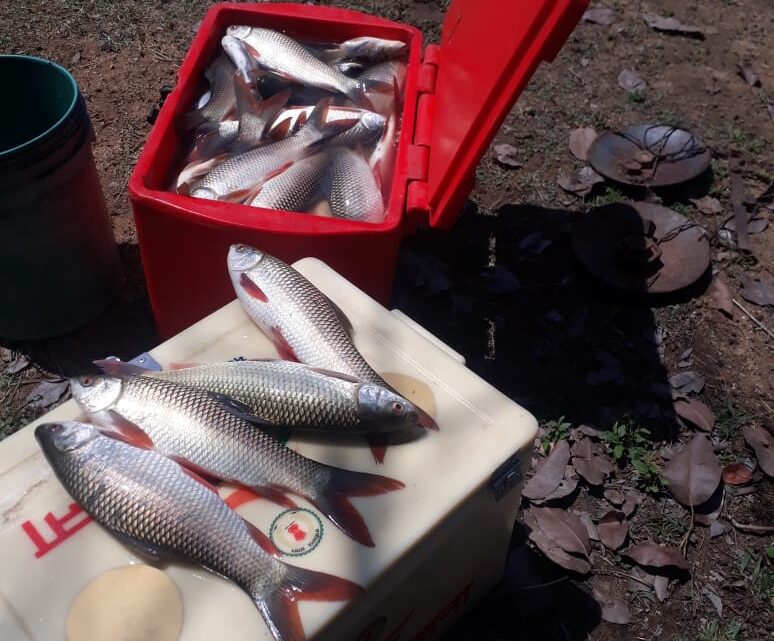 मछली पालन आय का उत्तम साधन समूह की महिलाएं  2 लाख 50 हजार रूपए की आमदनी कर रही अर्जित