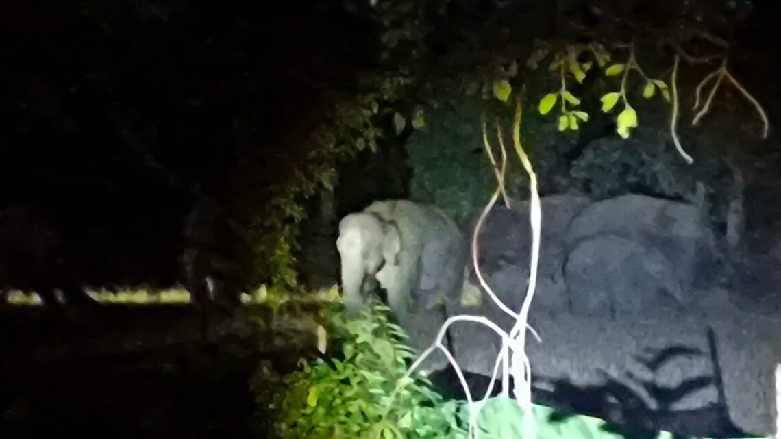 सक्ती रैनखोल वनक्षेत्र में घूम रहे 7 हाथी सलिहाभाठा के पास दिखा दल