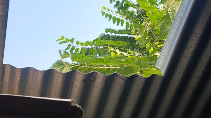 बिर्रा में एक रात कई दुकानों के टीन काटकर ले उड़े नगदी व सामान